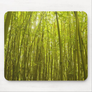 Bambuswald nahe Waikamoi Ridge Trail, Norden Mousepad