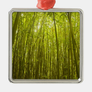 Bambuswald nahe Waikamoi Ridge Trail, Norden Silbernes Ornament