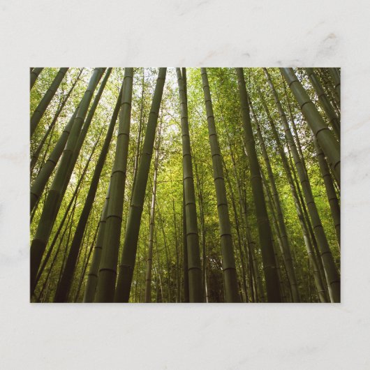 Bambuswald: Sagano, Kyoto Postkarte (Vorderseite)
