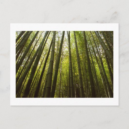 Bambuswald von Sagano, Postkarte von Kyoto (Vorderseite)