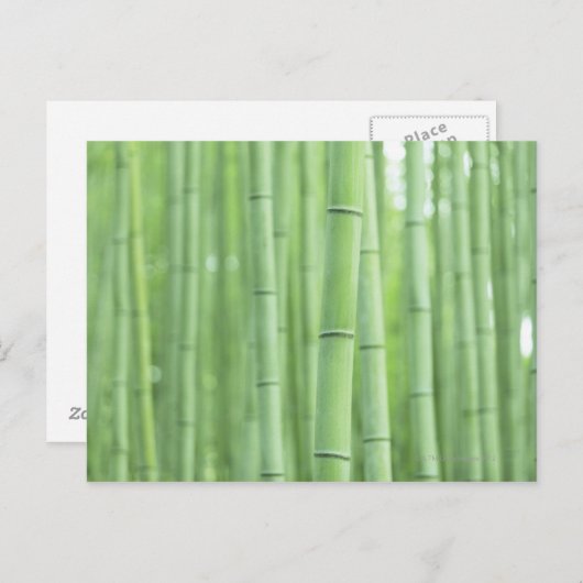 Bambuswaldung Postkarte (Vorne/Hinten)
