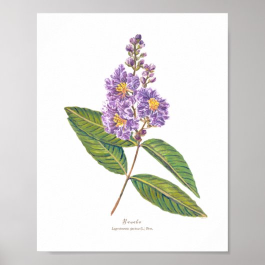 Banaba (Lagerstroemia speciosa) Ph Forest Blooms Poster (Vorne)