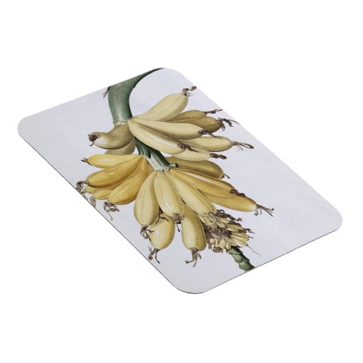 Banana, 1816 magnet (Rechte Seite)