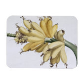 Banana, 1816 magnet (Horizontal)