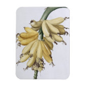 Banana, 1816 magnet (Vertikal)