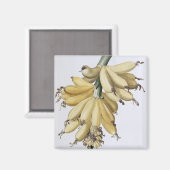 Banana, 1816 magnet (Vorderseite/Rückseite)