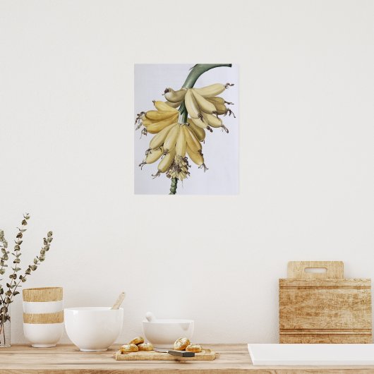 Banana, 1816 poster (Küche)