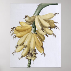 Banana, 1816 poster