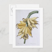 Banana, 1816 postkarte (Vorne/Hinten)