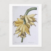 Banana, 1816 postkarte (Vorderseite)