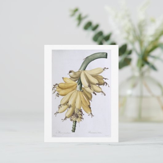 Banana, 1816 postkarte (Stehend Vorderseite)