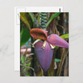 Banana Blossom Postkarte (Vorne/Hinten)