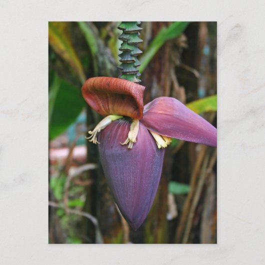 Banana Blossom Postkarte (Vorderseite)