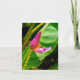 Banana-Blume, Limahuli Gardens, Kauai