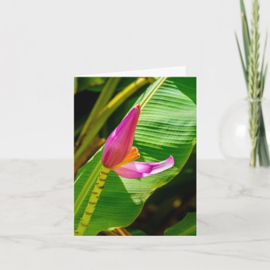 Banana-Blume, Limahuli Gardens, Kauai (Vorderseite)