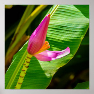 Banana Blume, Limahuli Gardens, Kauai Vertikal Poster