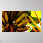 Banana Bunch Poster (Vorne)