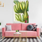 Banana, eingraviert von Johann Jakob Haid (1704-67 Leinwanddruck (Insitu (Wohnzimmer))