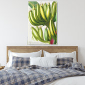 Banana, eingraviert von Johann Jakob Haid (1704-67 Leinwanddruck (Insitu (Schlafzimmer))