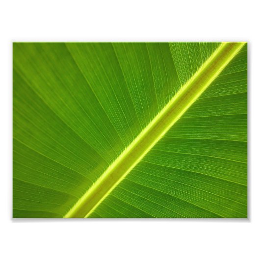 Banana Leaf Macro Fotodruck (Vorne)