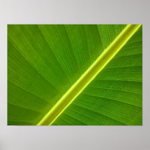 Banana Leaf Macro Poster
