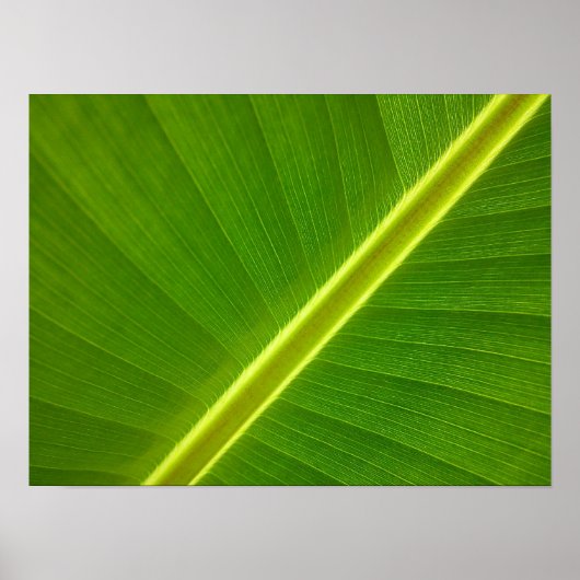 Banana Leaf Macro Poster (Vorne)