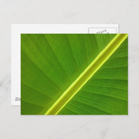 Banana Leaf Macro Postkarte (Vorne/Hinten)