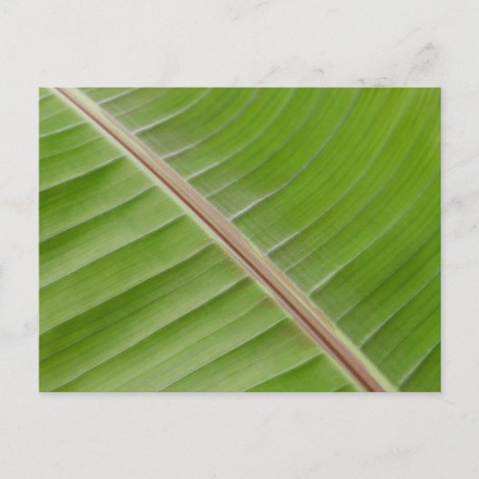 Banana Leaf Postcard Postkarte (Vorderseite)