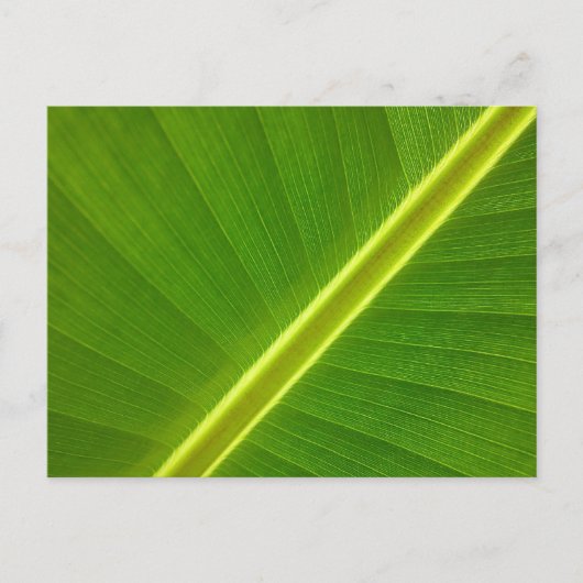 Banana Leaf Postkarte (Vorderseite)