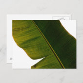 Banana Leaf Postkarte (Vorne/Hinten)