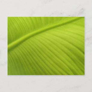 Banana Leaf Postkarte