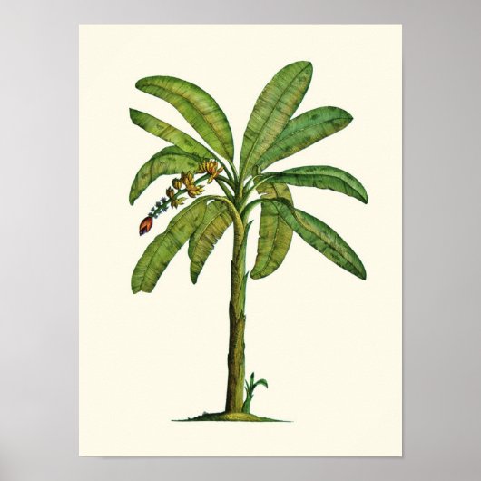 Banana Pen und Tinte Poster (Vorne)