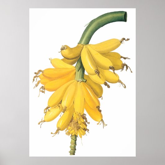 Banana Poster (Vorne)