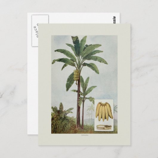 Banana Postkarte (Vorne/Hinten)