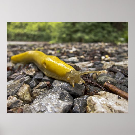 Banana Slug Art Poster (Vorne)