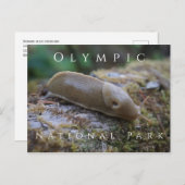 Banana Slug auf Mossy Log, Olympischer Nationalpar Postkarte (Vorne/Hinten)