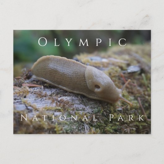 Banana Slug auf Mossy Log, Olympischer Nationalpar Postkarte (Vorderseite)
