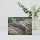 Banana Slug auf Mossy Log, Olympischer Nationalpar Postkarte (Stehend Vorderseite)