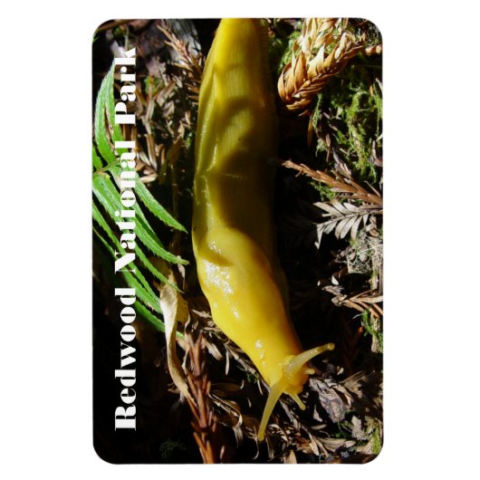 Banana Slug Magnet (Vertikal)