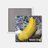 Banana Slug Magnet (Vorderseite/Rückseite)