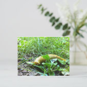 Banana Slug Postkarte (Stehend Vorderseite)