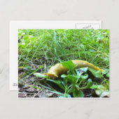 Banana Slug Postkarte (Vorne/Hinten)