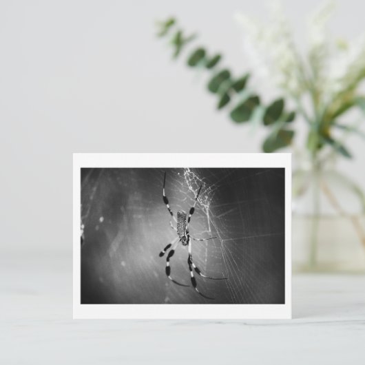 Banana Spider on Web - Foto Postcard Postkarte (Stehend Vorderseite)