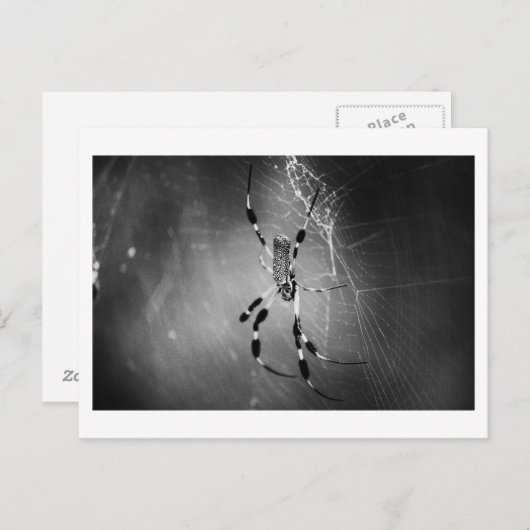 Banana Spider on Web - Foto Postcard Postkarte (Vorne/Hinten)