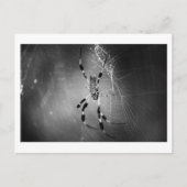 Banana Spider on Web - Foto Postcard Postkarte (Vorderseite)