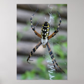 Banana Spider Poster (Vorne)