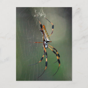 Banana Spider Postkarte