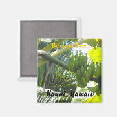 Banana Tree, Kauai, Hawaii Magnet (Vorderseite/Rückseite)