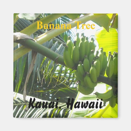 Banana Tree, Kauai, Hawaii Magnet (Vorne)