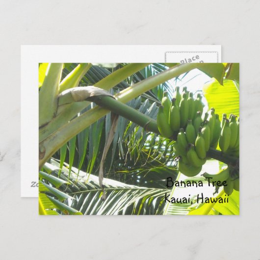 Banana Tree Postkarte (Vorne/Hinten)